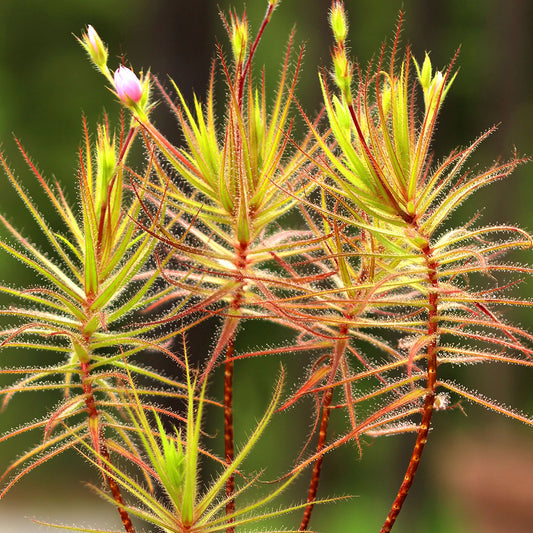 Roridula gorgonias | Seller's Choice, Hong Kong Collection