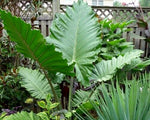 Alocasia 'Portora' | Seller's Choice, Hainan Collection
