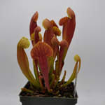 Sarracenia 'Barba Green' TC | Seller's Choice, Hainan Collection