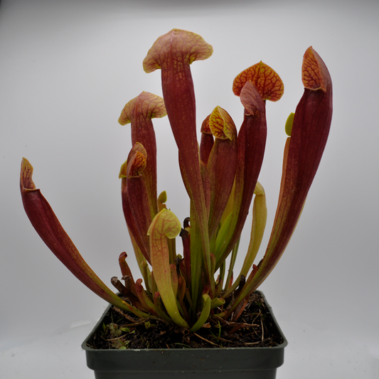 Sarracenia 'Barba Green' | Seller's Choice, Hong Kong Collection