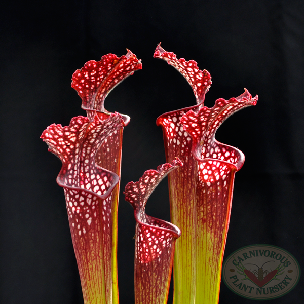 Sarracenia 'Farhamii Hybride' | Seller's Choice, Hong Kong Collection