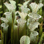 Sarracenia leucophylla 'Compact' TC | Seller's Choice, Hainan Collection