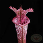 Sarracenia × stevensii TC | Seller's Choice, Hainan Collection