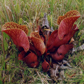 Sarracenia purpurea venosa | Seller's Choice, Hong Kong Collection