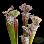 Sarracenia leucophylla'12#' | Seller's Choice, Hong Kong Collection