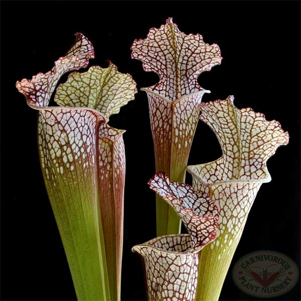 Sarracenia leucophylla'12#' | Seller's Choice, Hong Kong Collection