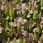 Sarracenia 'Velvet' | Seller's Choice, Hong Kong Collection