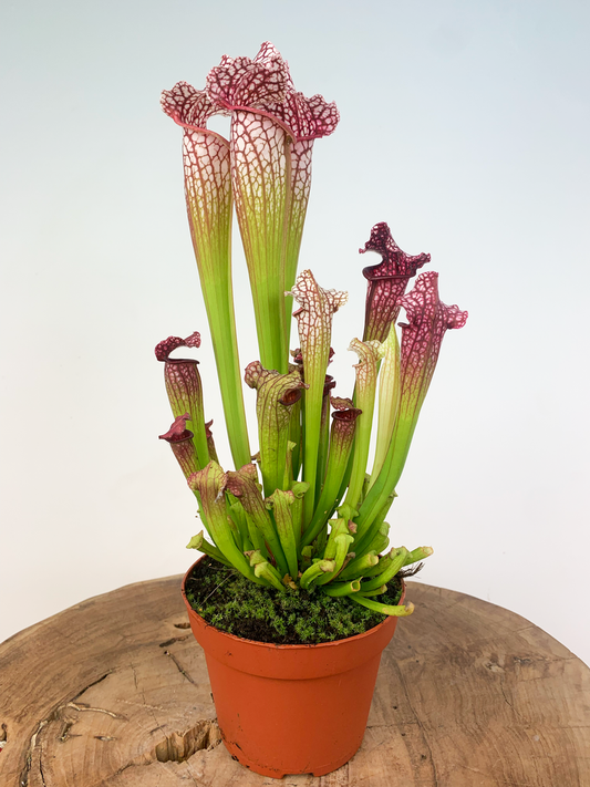 Sarracenia leucophylla'9#' | Seller's Choice, Hong Kong Collection