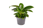Philodendron 'Green Princess' | Seller's Choice, Hainan Collection