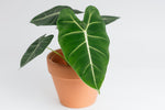Alocasia micholitziana 'Frydek' | Seller's Choice, Hainan Collection