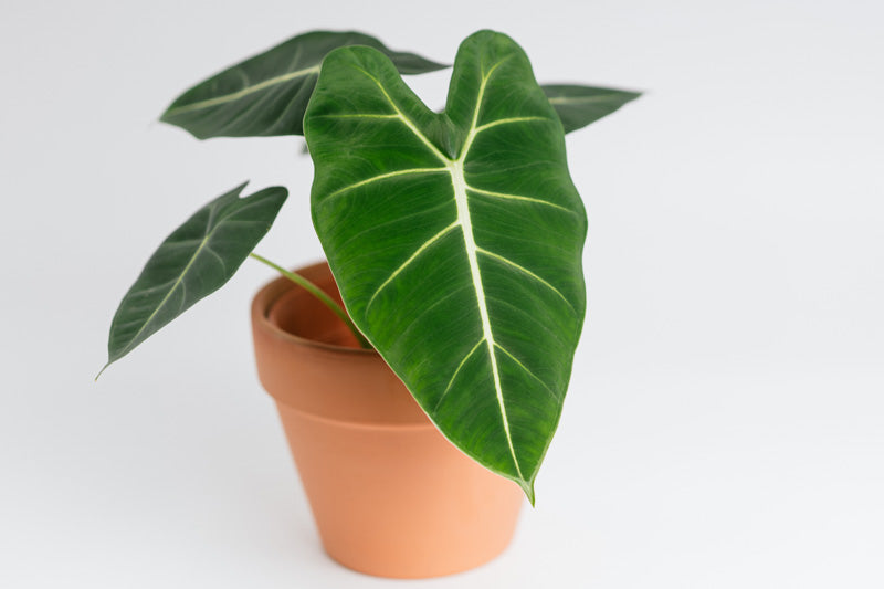 Alocasia micholitziana 'Frydek' | Seller's Choice, Hainan Collection