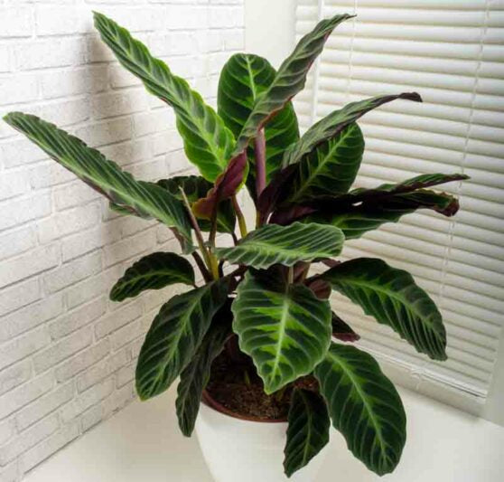 Calathea warscewiczii | Seller's Choice, Hong Kong Collection