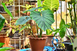 Philodendron plowmanii | Seller's Choice, Hainan Collection