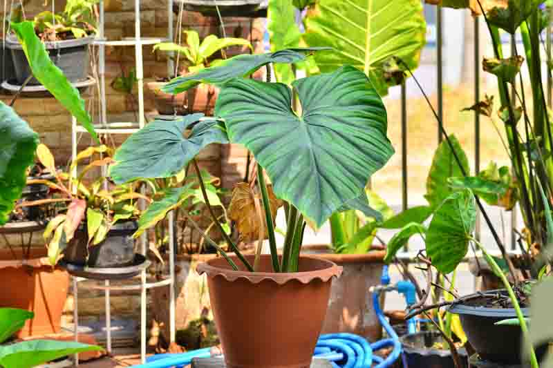 Philodendron plowmanii | Seller's Choice, Hainan Collection