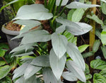 Philodendron hastatum 'Silver Sword' | Seller's Choice, Hainan Collection