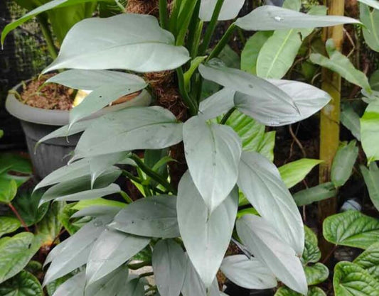 Philodendron hastatum 'Silver Sword' | Seller's Choice, Hainan Collection