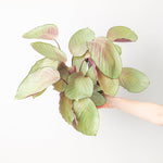 Calathea 'Silver plate' | Seller's Choice, Hainan Collection