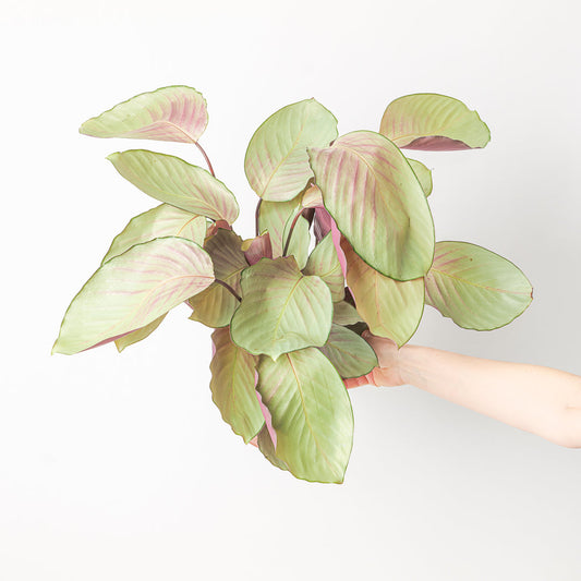 Calathea 'Silver plate' | Seller's Choice, Hainan Collection