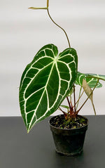 Anthurium crystallinum | Seller's Choice, Hong Kong Collection