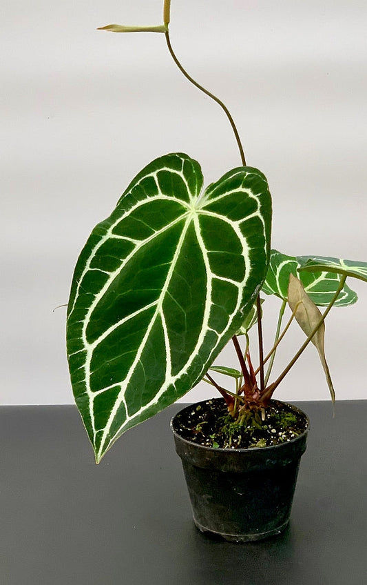Anthurium crystallinum | Seller's Choice, Hong Kong Collection