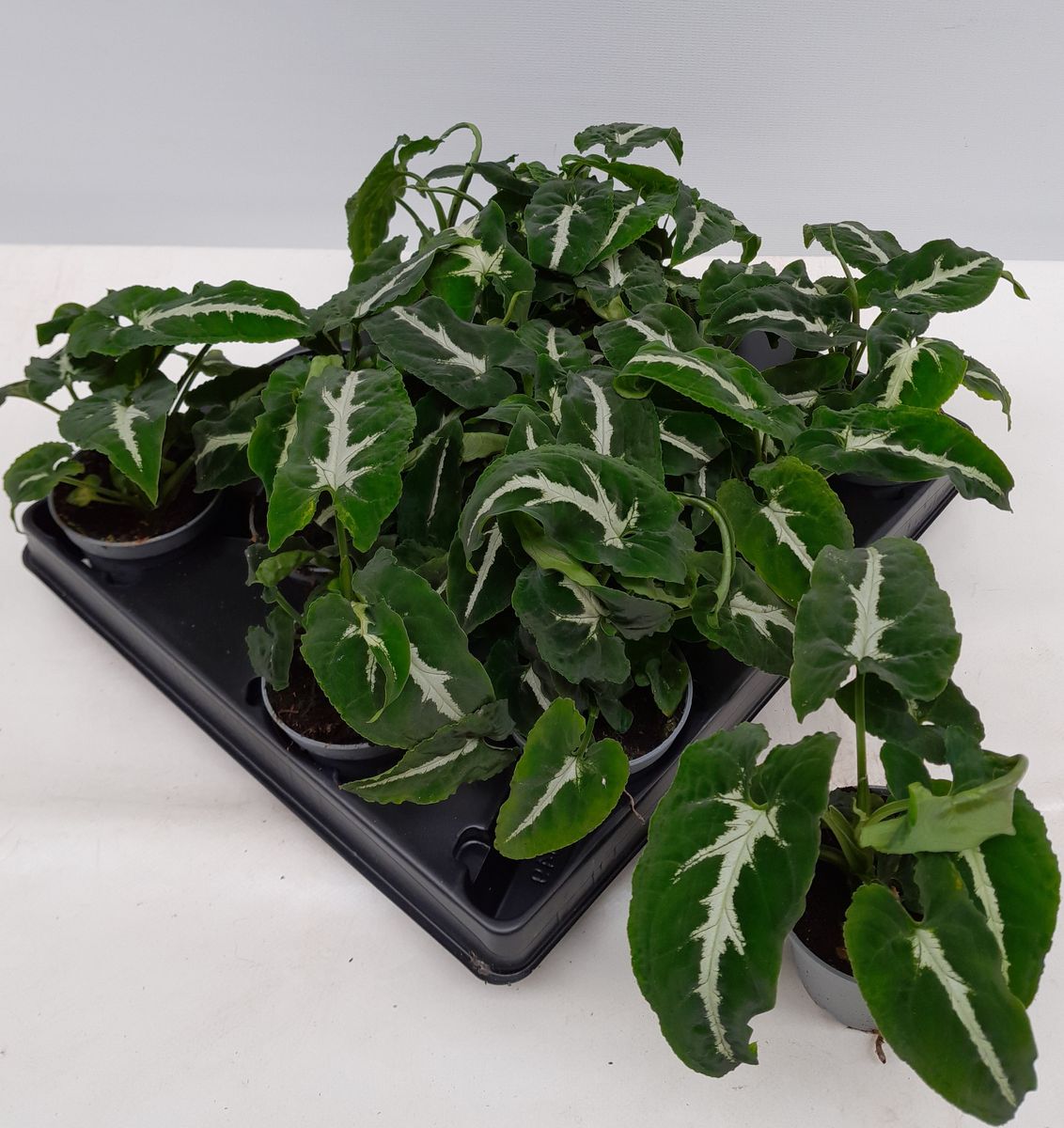 Syngonium wendlandii | Seller's Choice, Hong Kong Collection