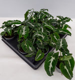 Syngonium wendlandii | Seller's Choice, Hong Kong Collection