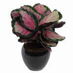 Calathea Starlight | Seller's Choice, Hainan Collection