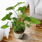 Syngonium 'Mojito' | Seller's Choice, Hainan Collection