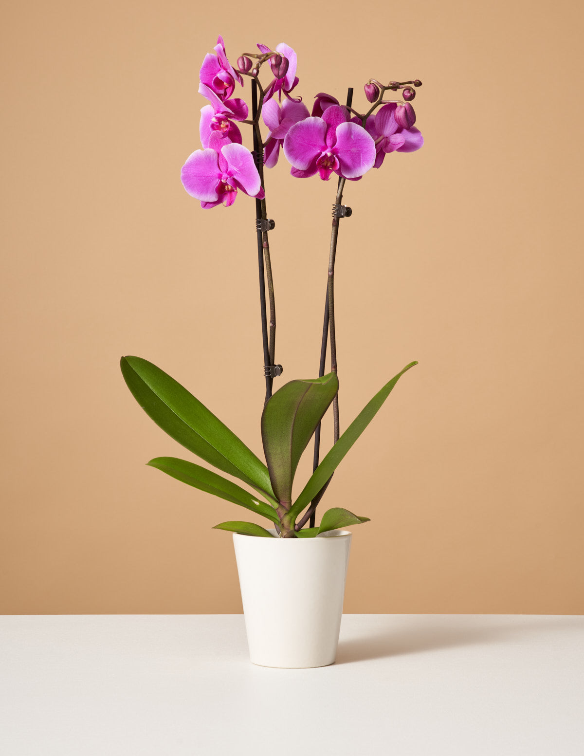 Phaelenopsis 'Purple Kite' | Seller's Choice, Hong Kong Collection