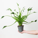 Alocasia 'Little dancer' | Seller's Choice, Hong Kong Collection