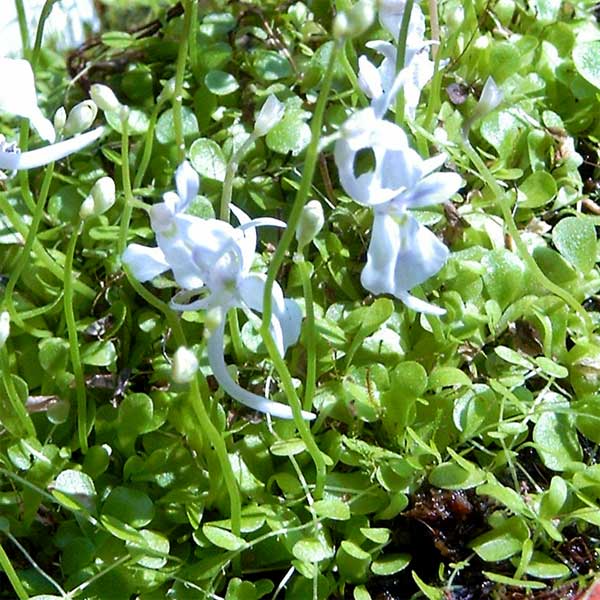 Utricularia sandersonii 2# | Seller's Choice, Hong Kong Collection