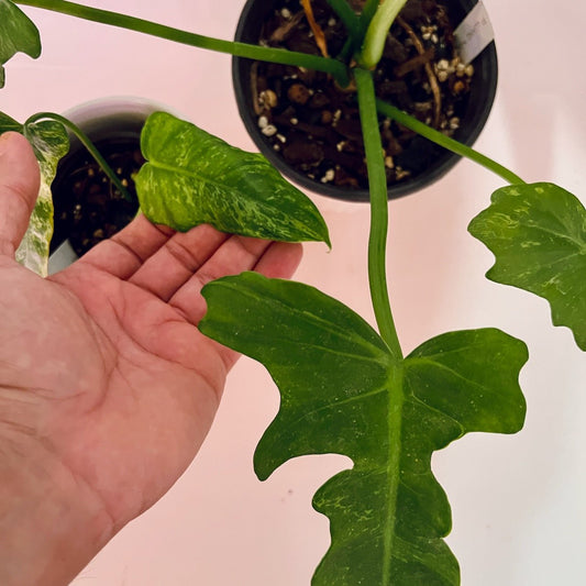 Philodendron 'Golden Dragon'Narrow form | Seller's Choice, Hainan Collection