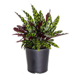 Calathea lancifolia insignis | Seller's Choice, Hong Kong Collection
