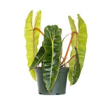 Philodendron billietiae | Seller's Choice, Hong Kong Collection