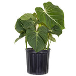Philodendron gloriosum | Seller's Choice, Hong Kong Collection