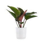 Philodendron 'Rojo Congo' | Seller's Choice, Hainan Collection