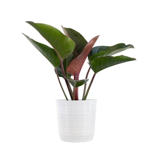 Philodendron 'Rojo Congo' | Seller's Choice, Hainan Collection
