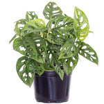 Monstera adansonii | Seller's Choice, Hong Kong Collection
