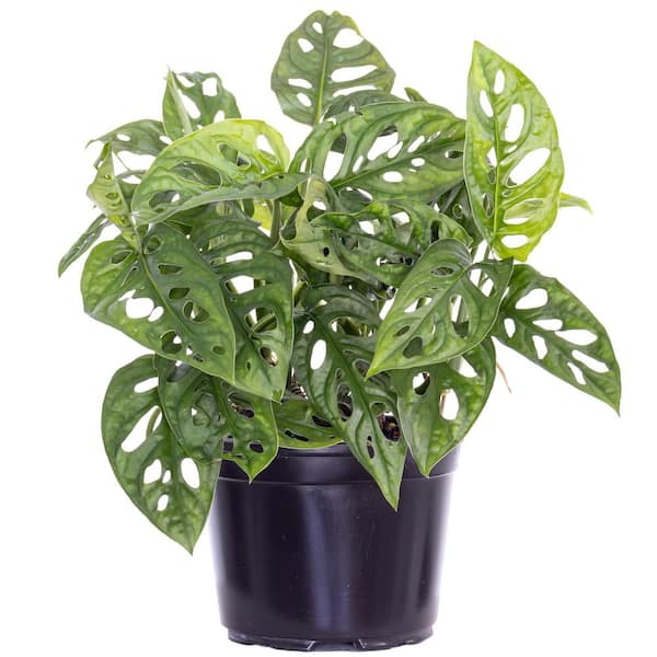 Monstera adansonii | Seller's Choice, Hong Kong Collection