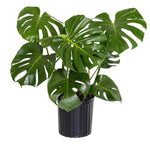Monstera deliciosa Liebm | Seller's Choice, Hong Kong Collection