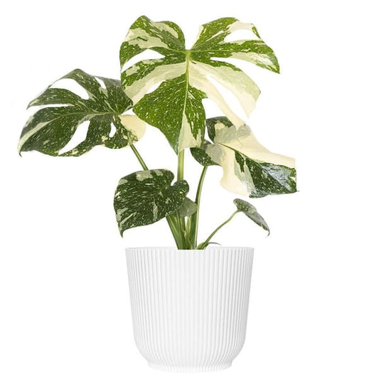 Monstera 'Thai Constellation' | Seller's Choice, Hong Kong Collection