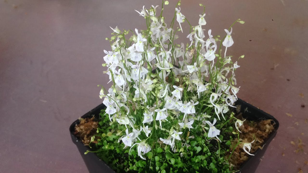 Utricularia livida | Seller's Choice, Hong Kong Collection