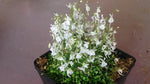 Utricularia livida | Seller's Choice, Hong Kong Collection