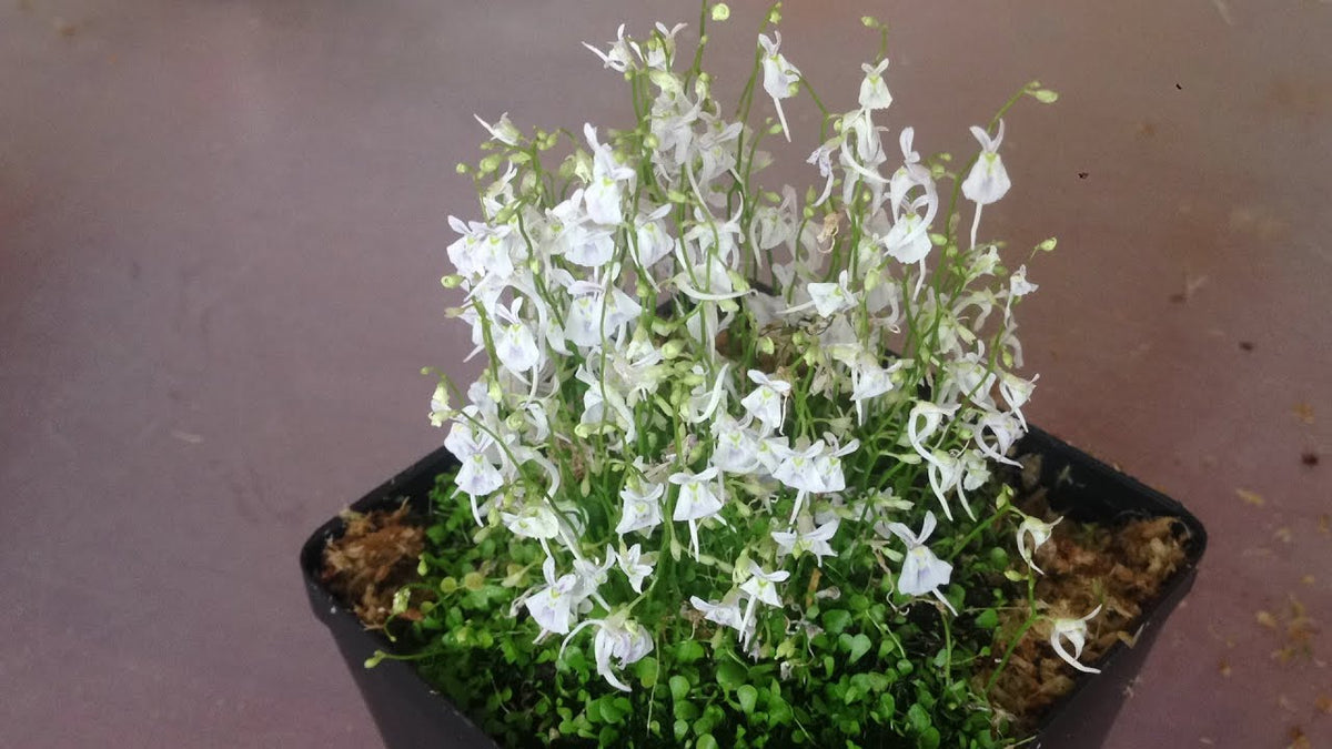 Utricularia livida | Seller's Choice, Hong Kong Collection