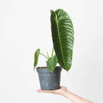 Caladium 'Exotic Dancer' | Seller's Choice, Hong Kong Collection
