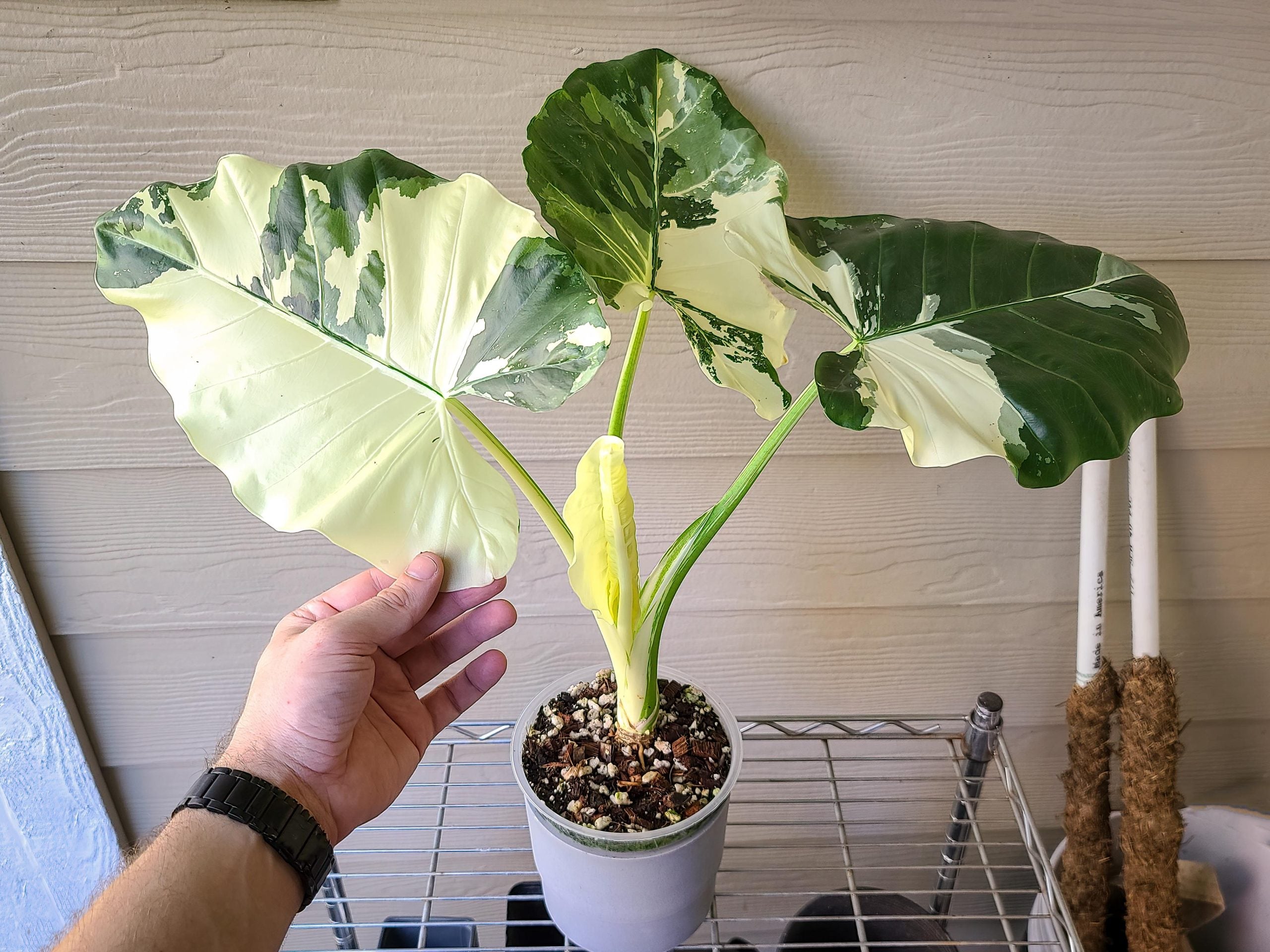 Alocasia macrorrhiza 'Variegata' | Seller's Choice, Hong Kong Collection