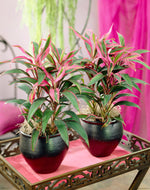 Cordyline fruticosa Red Edge' | Seller's Choice, Hong Kong Collection