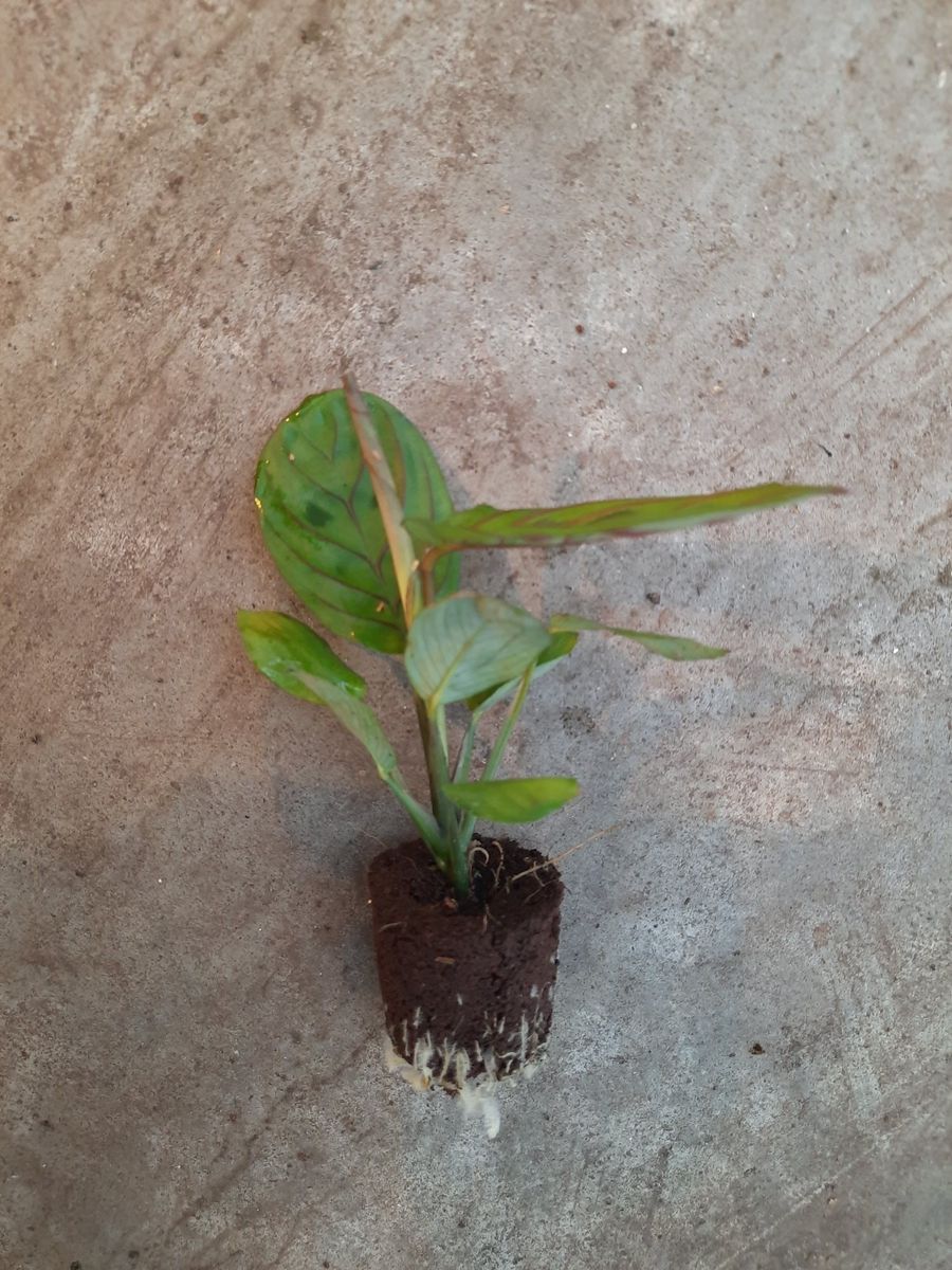 Maranta leuconeura 'Erythrophylla' | Seller's Choice, Hainan Collection