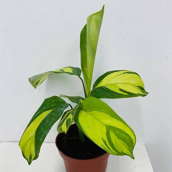 Calathea 'Golden Mosaic' | Seller's Choice, Hainan Collection