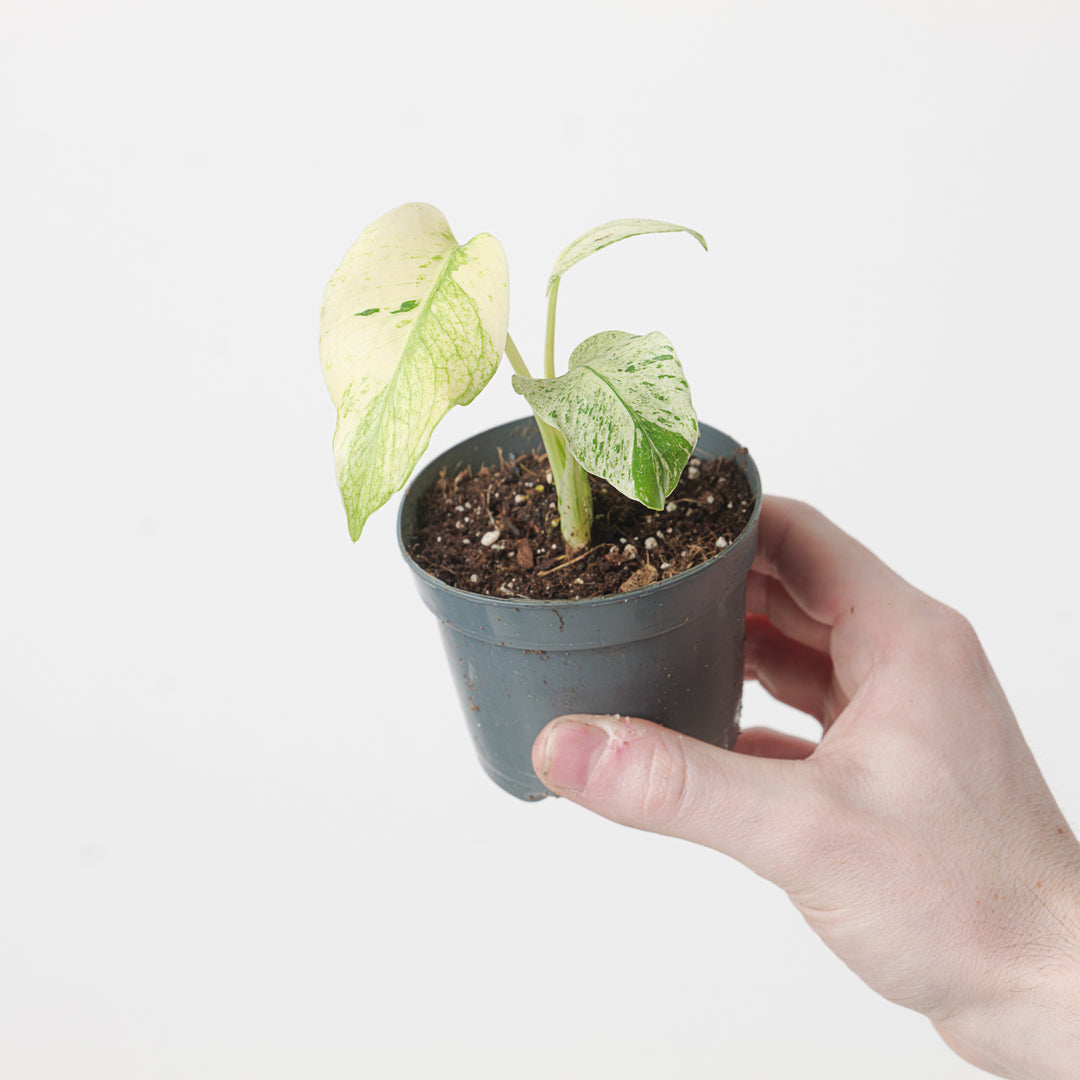 Monstera Deliciosa 'Kunzo white monster '(large form) | Seller's Choice, Hainan Collection